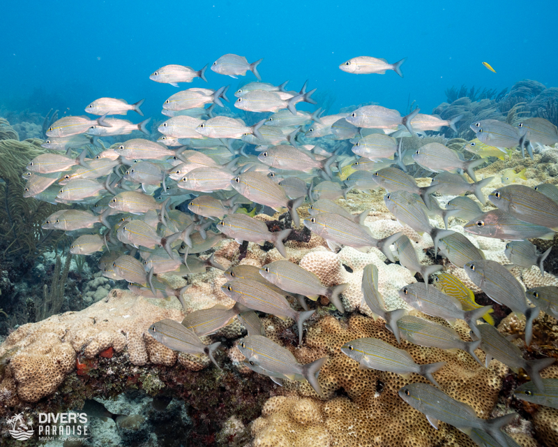 Rainbow Reef
