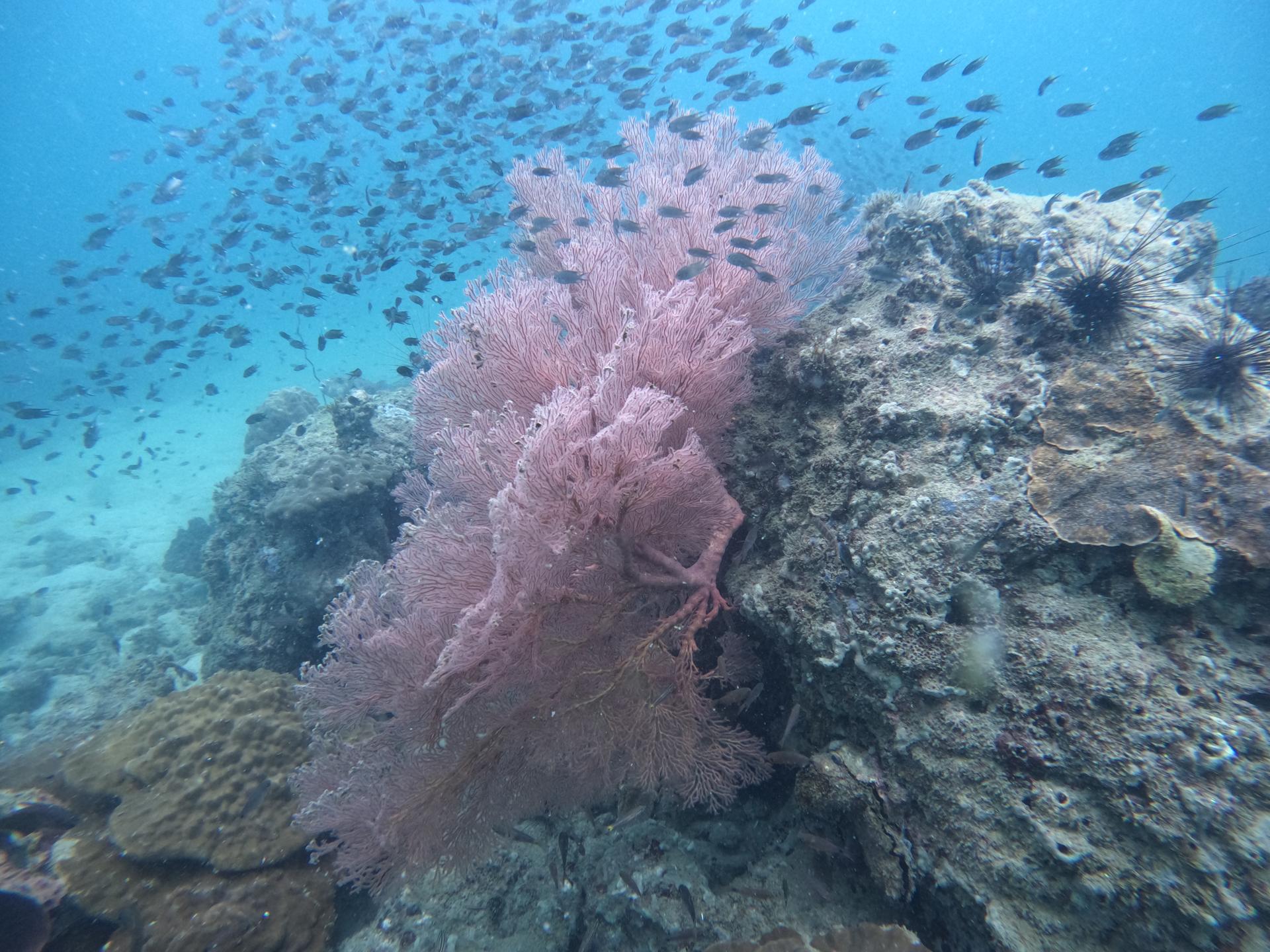 Koh Rong Corner photo 2