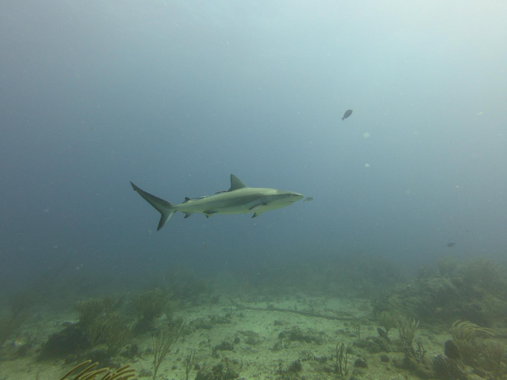 Tiegland/Cable Reef photo 4
