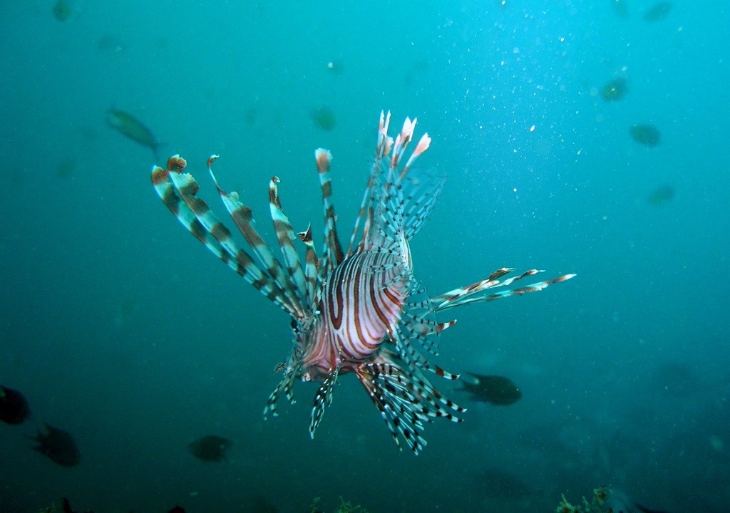 Australian Wreck photo 2