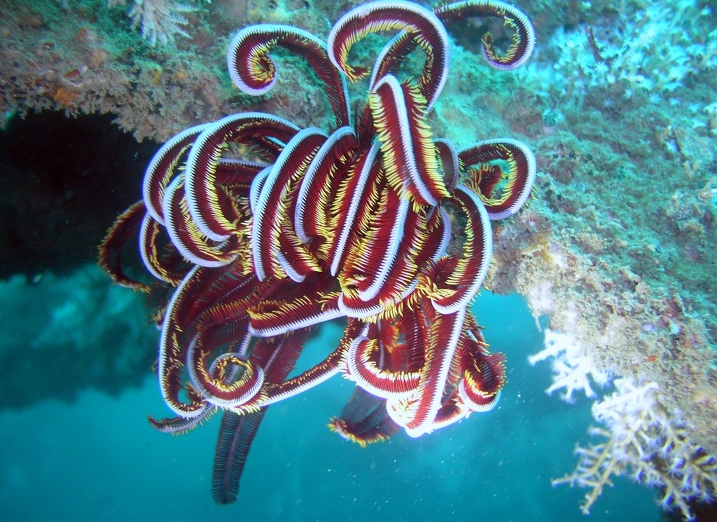 Australian Wreck photo 5
