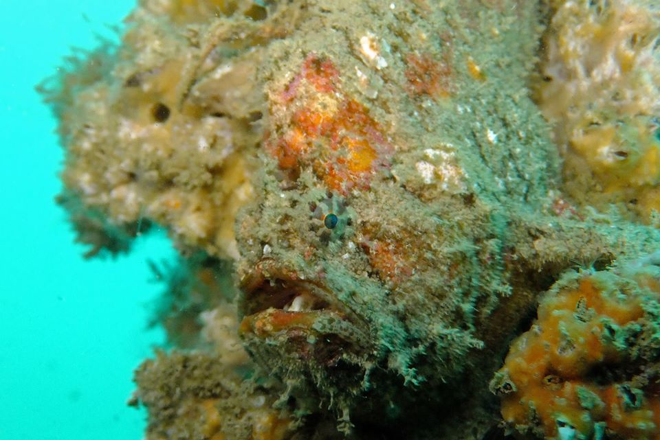 Coral Gardens photo 3