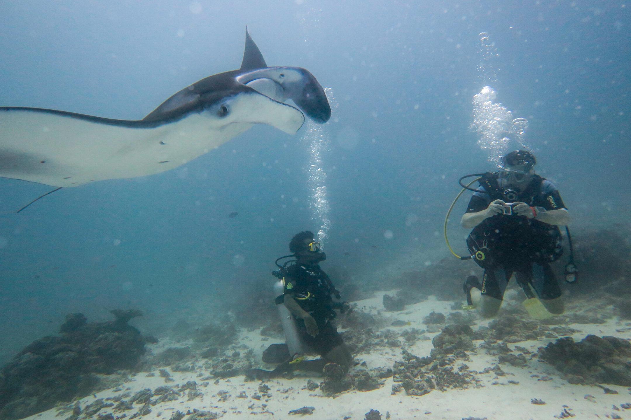 Guraidhoo Manta Point