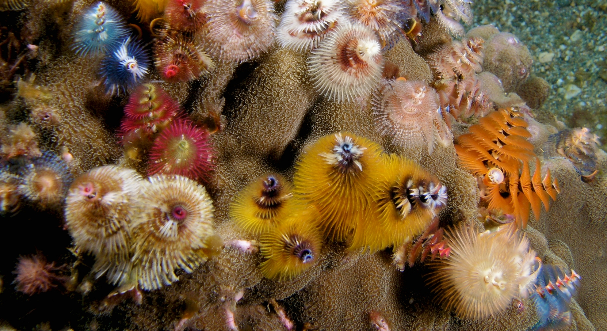 Paradise Reef photo 3
