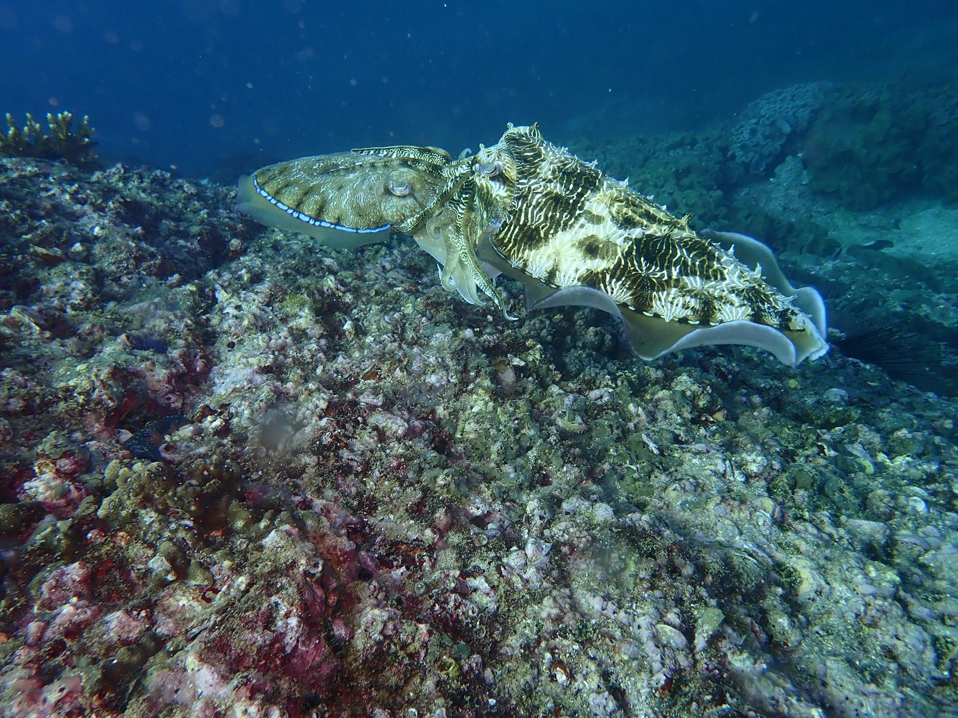 Black tip photo 3