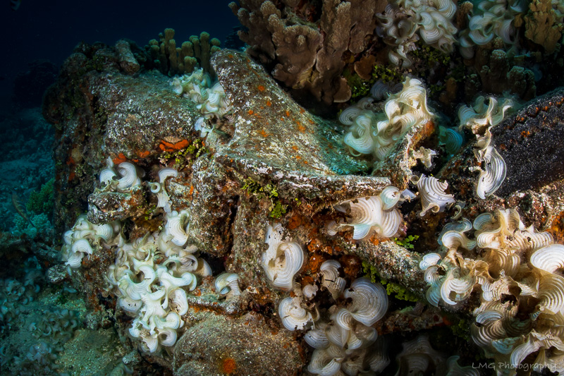 Harley Reef photo 3