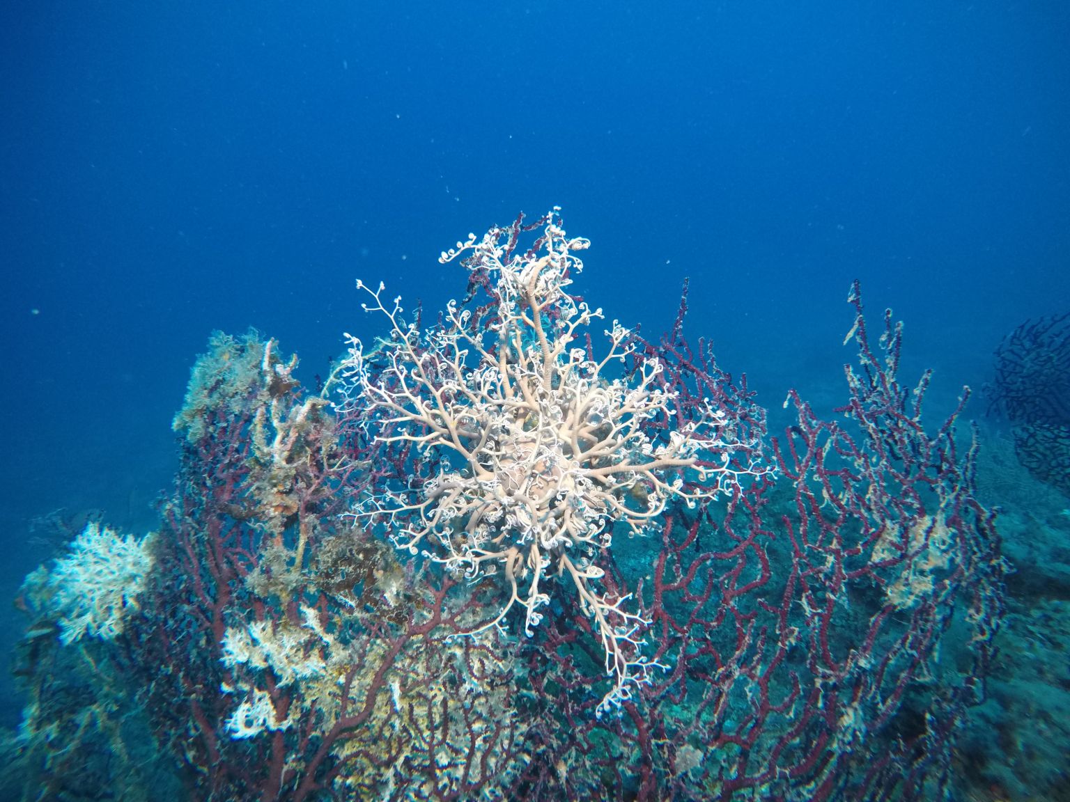 SCOGLIO DELLA CORBELLA