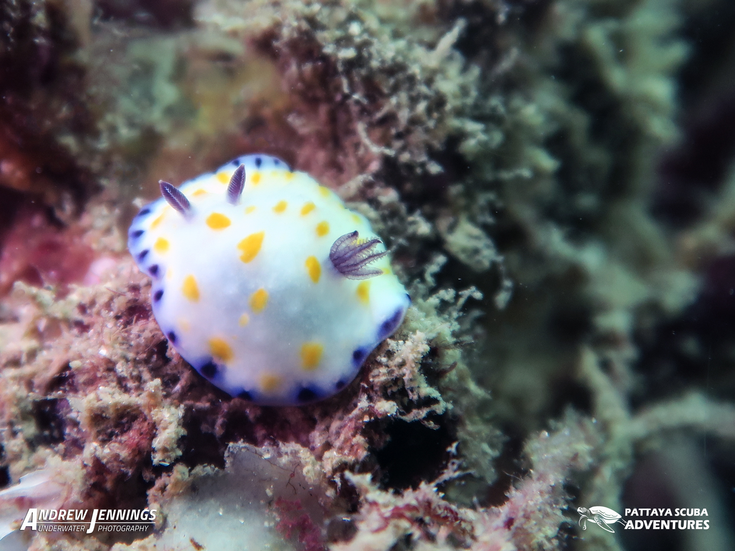Submarine Reef Koh Sak