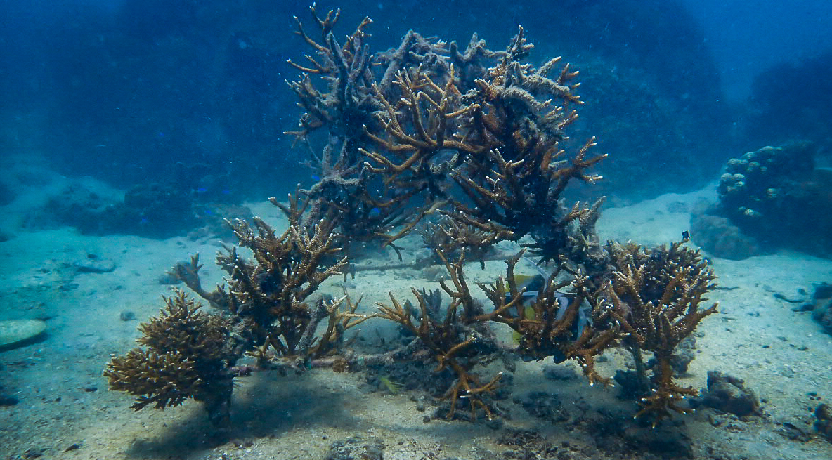 AlotMeant - Coral Restoration Project photo 2
