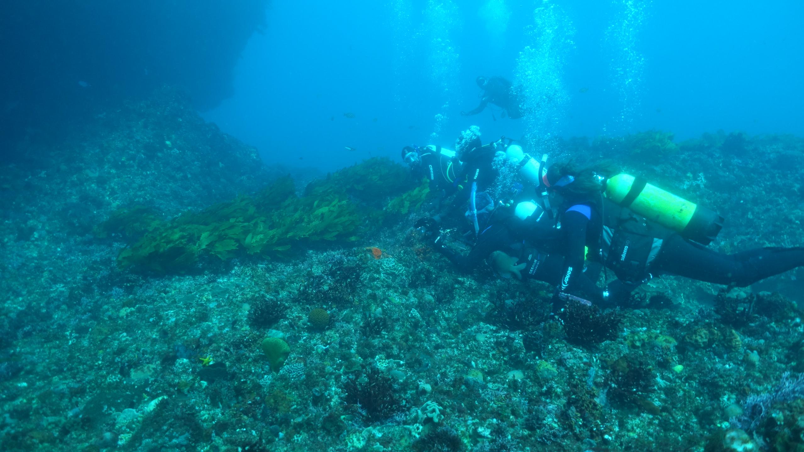 Roe Reef