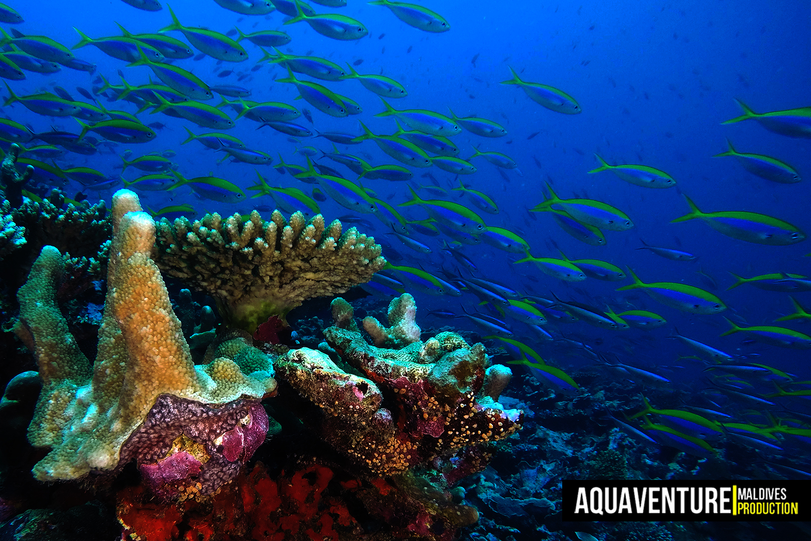 Villingili Coral Garden photo 8