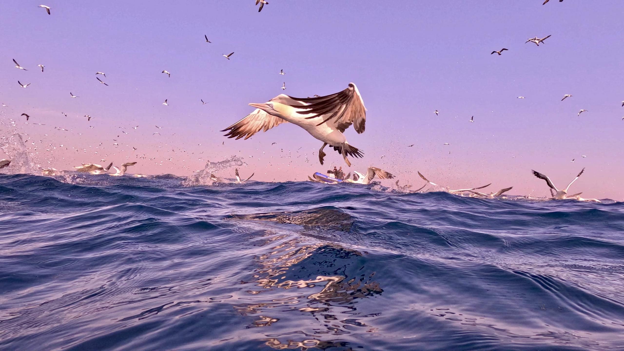 Sardine Run - Wild Coast South Africa photo 2