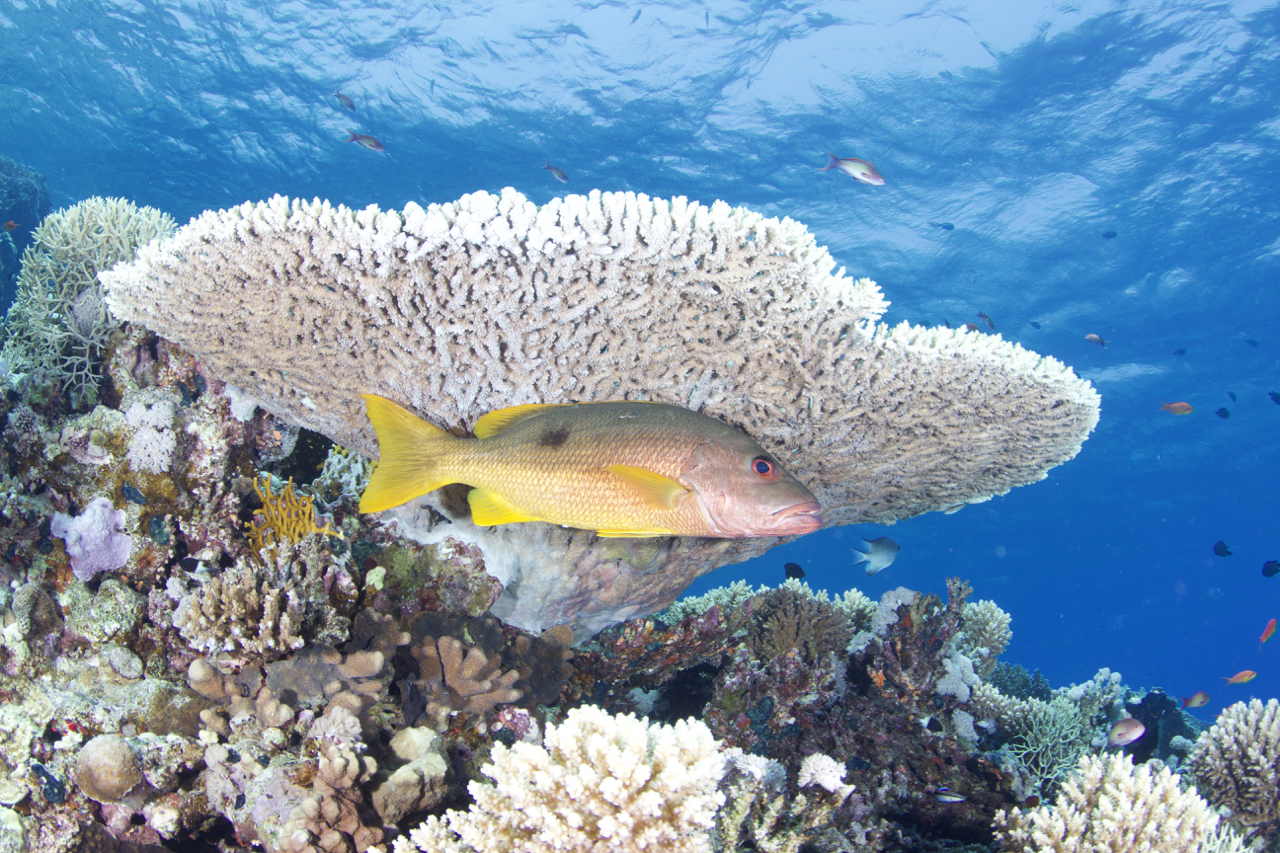 Jackfish Alley - Ras Mohammed photo 4