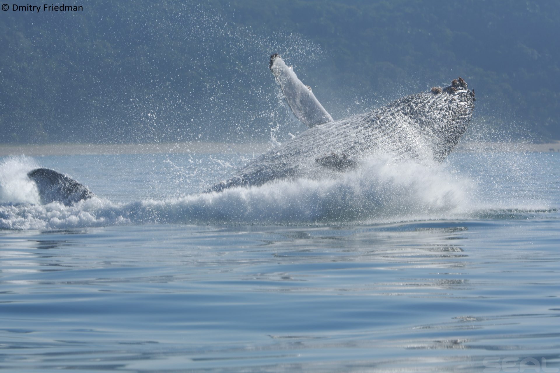 Sardine Run - Wild Coast South Africa photo 10