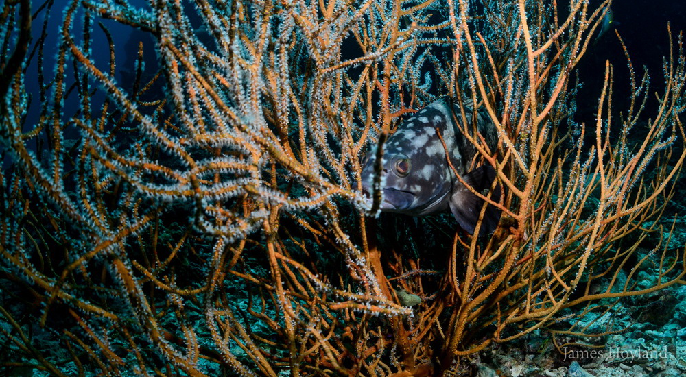 Hin Bida Reef photo 6