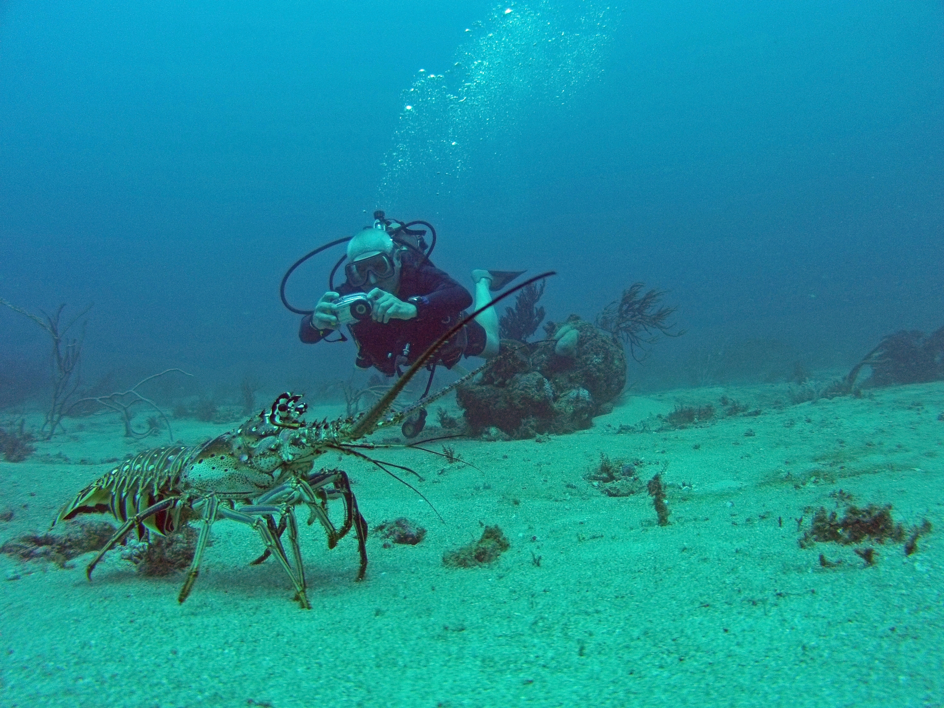 Flying Reef photo 2