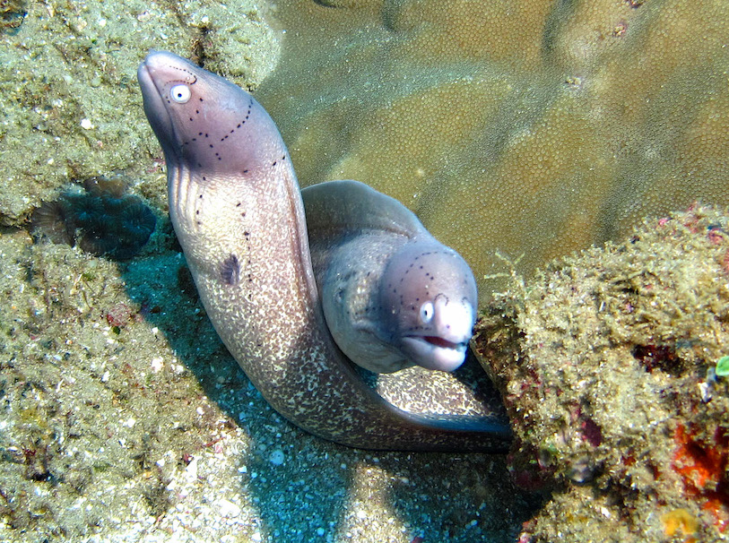 2 Mile reef photo 2
