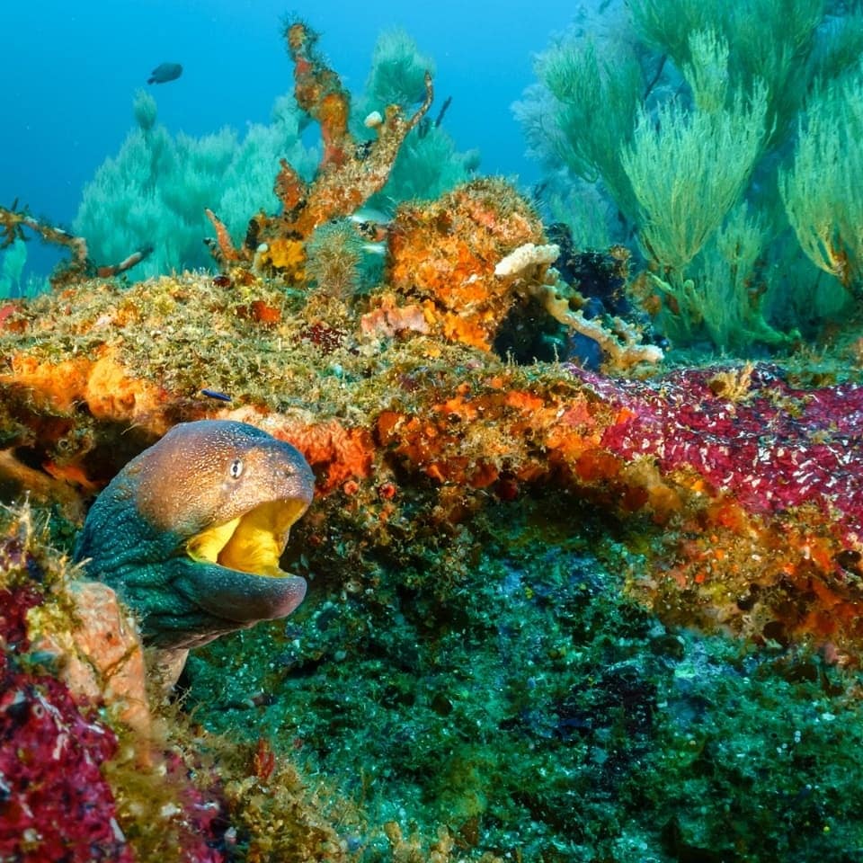 Aliwal Shoal photo 5