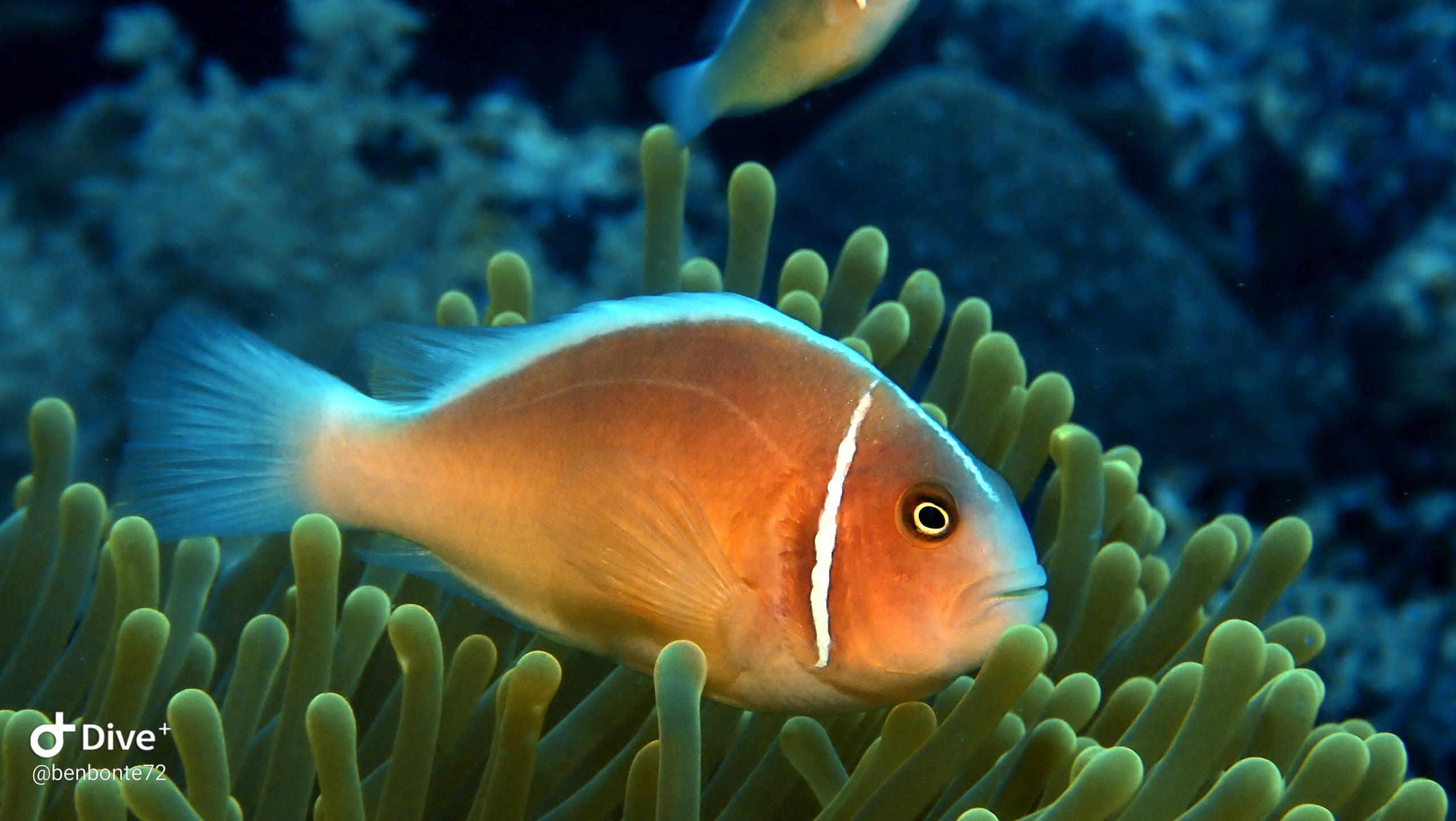 Sea Explorers Siquijor House Reef photo 22
