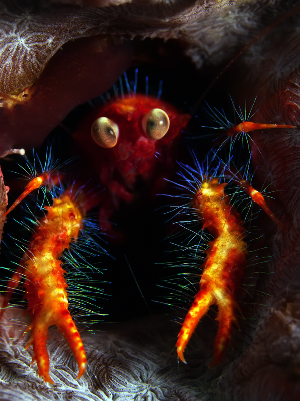 Buceo Anilao House Reef photo 2