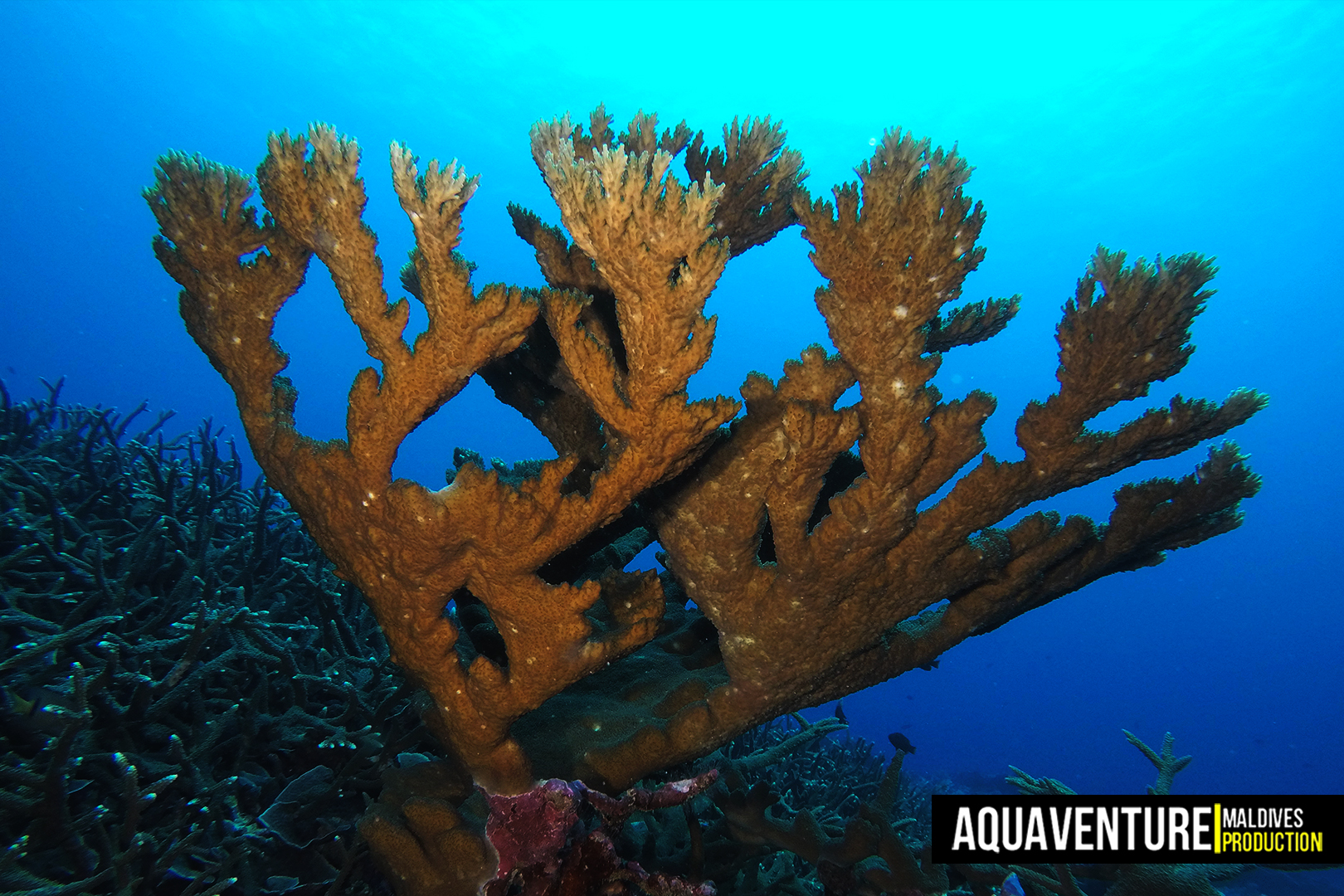 Villingili Coral Garden photo 7
