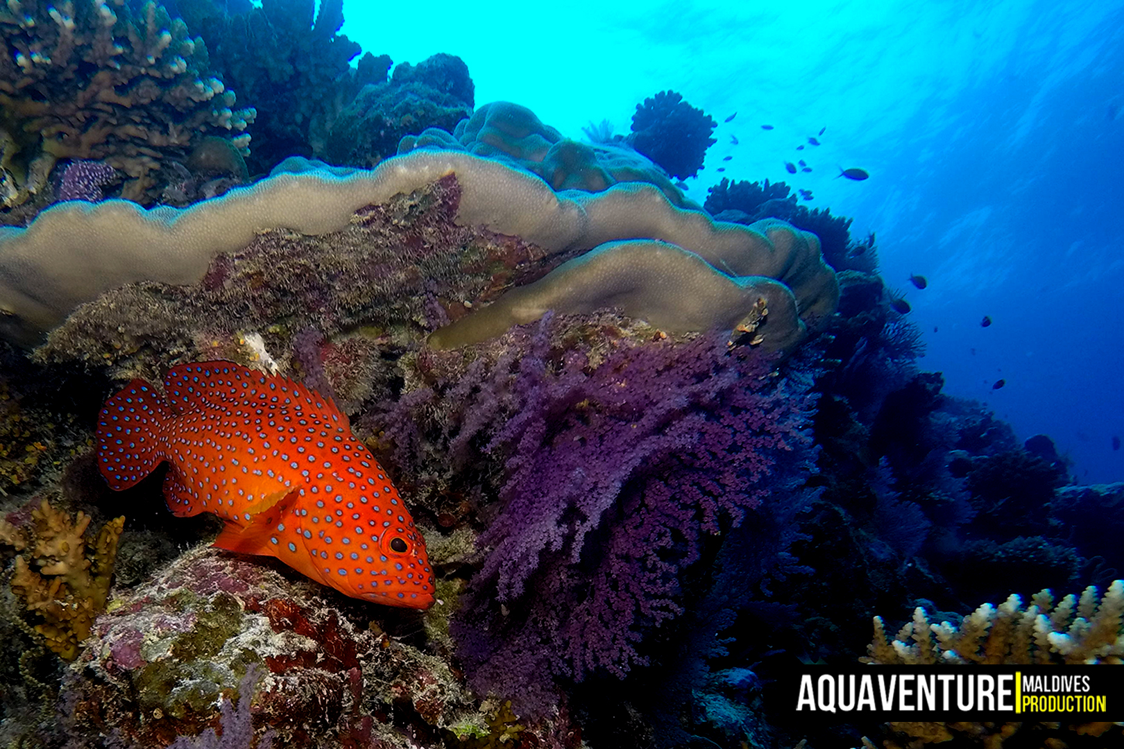 Bodu Hohola photo 7