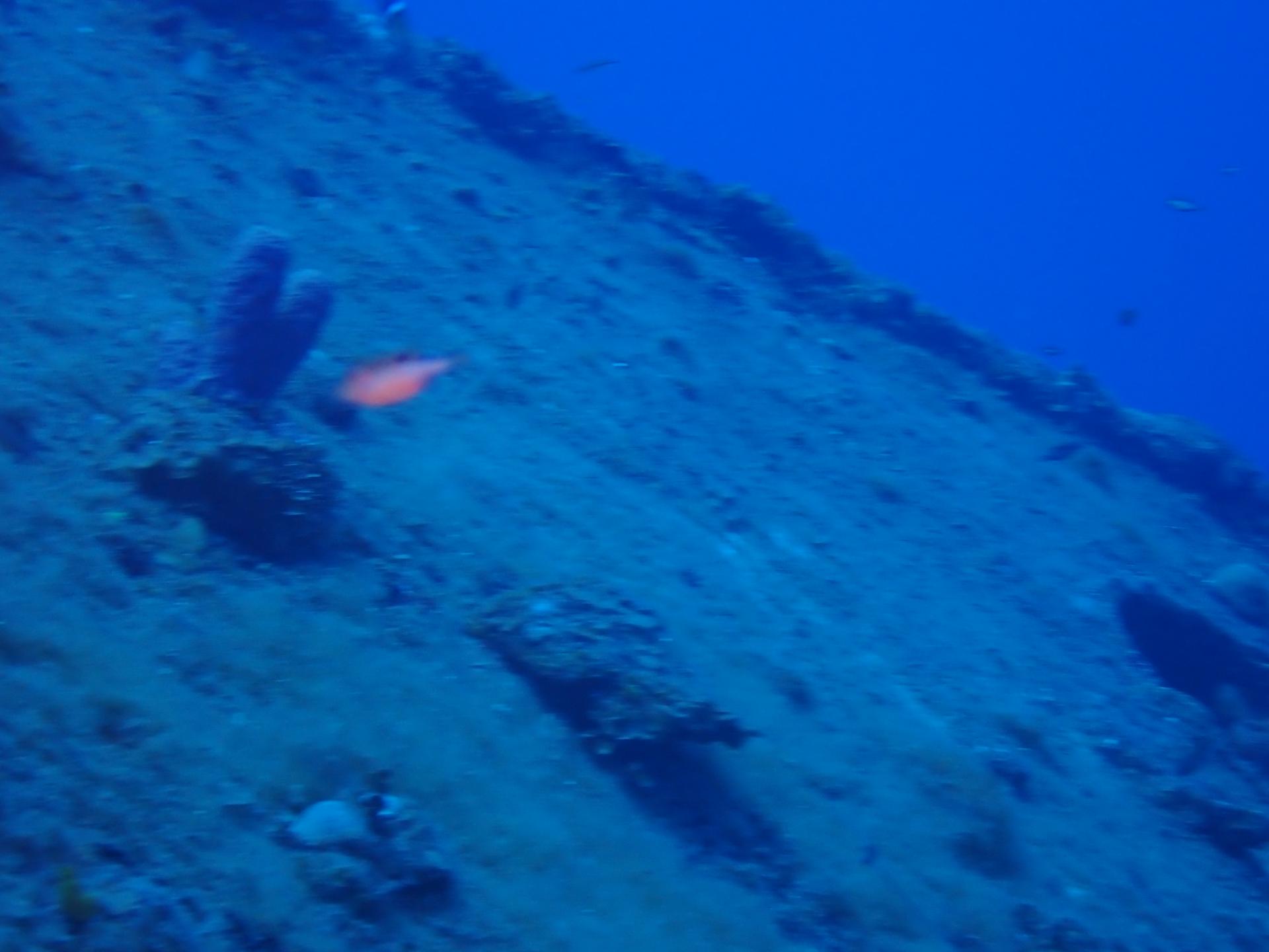 Odyssey Wreck photo 4