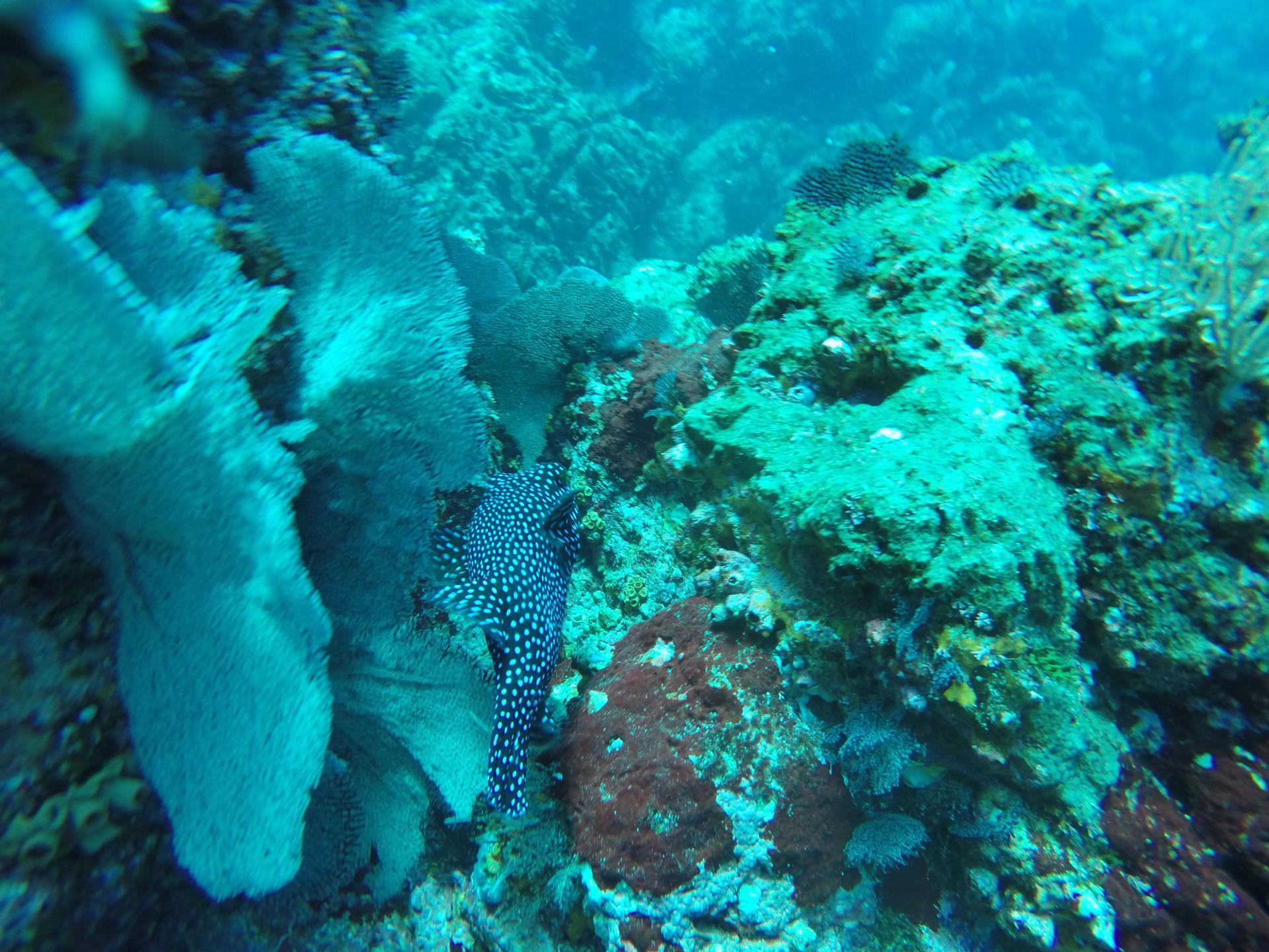 Isla del Caño photo 3