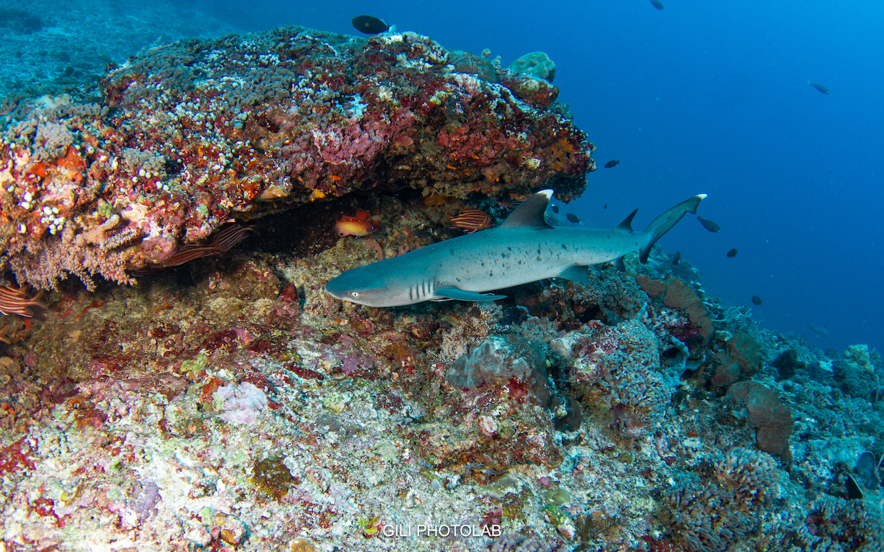 Shark Point photo 2