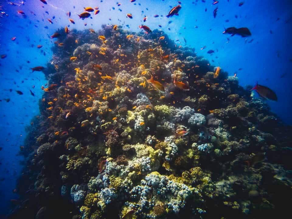 Soft Coral Pass