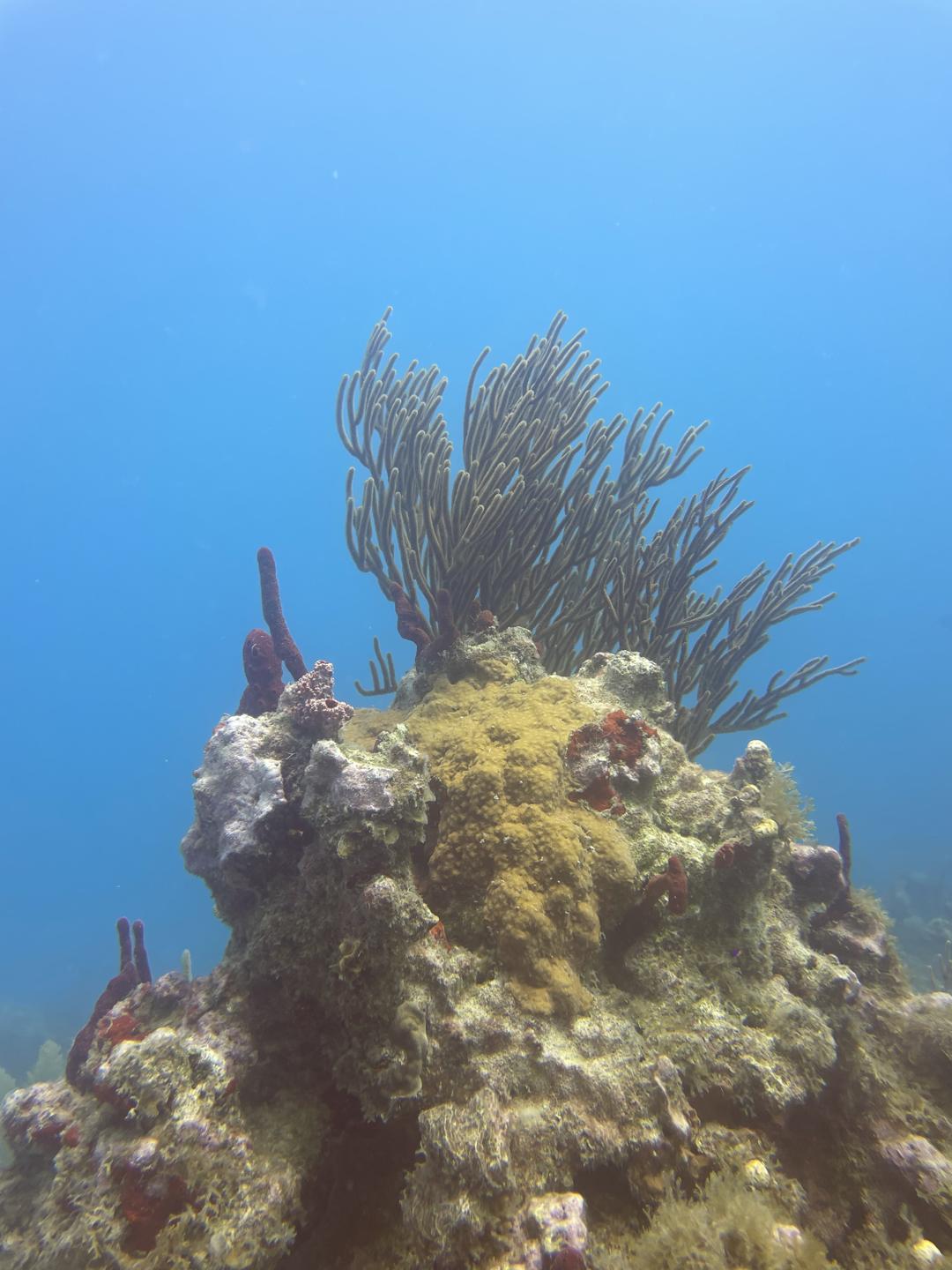 Bajo de San Felipe