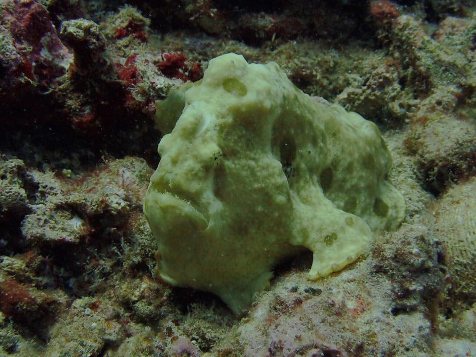 Koloa Landing Dive Site photo 3