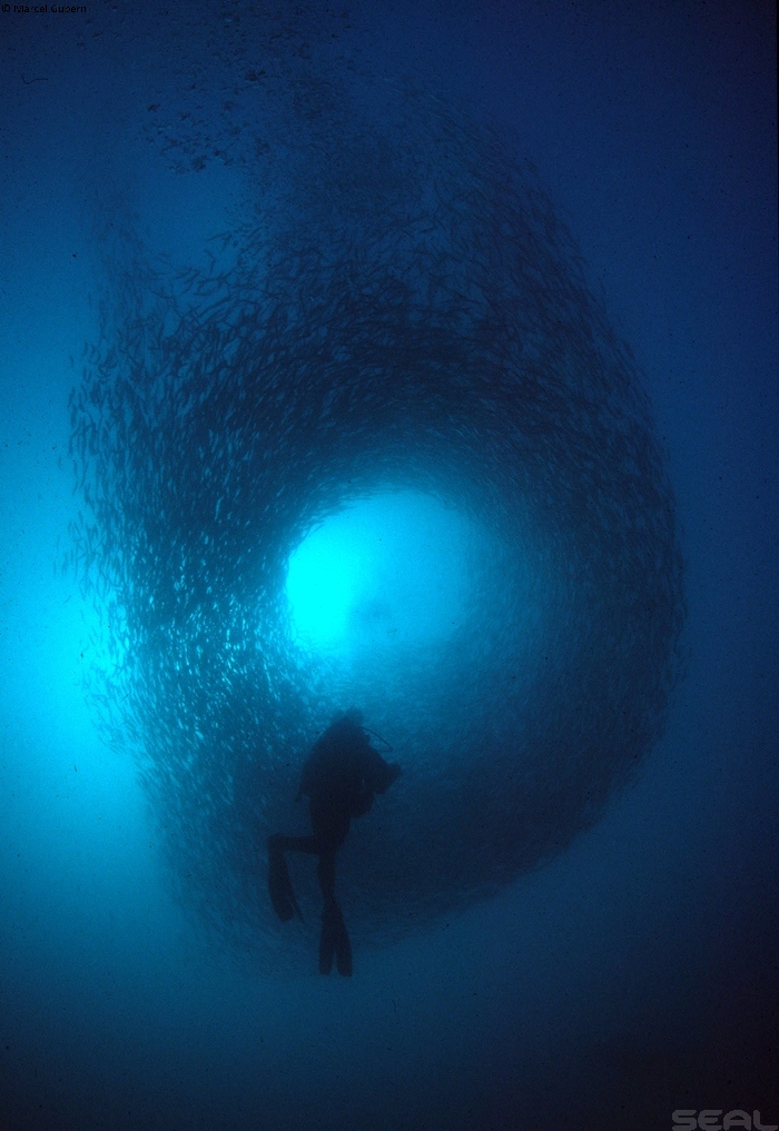 Sardine Run - Wild Coast South Africa photo 12