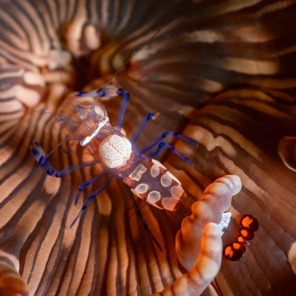 Aliwal Shoal photo 7