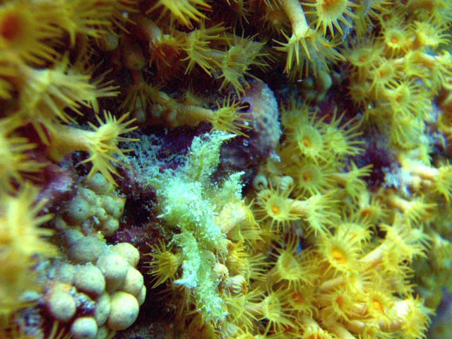 Las Gorgonias photo 2