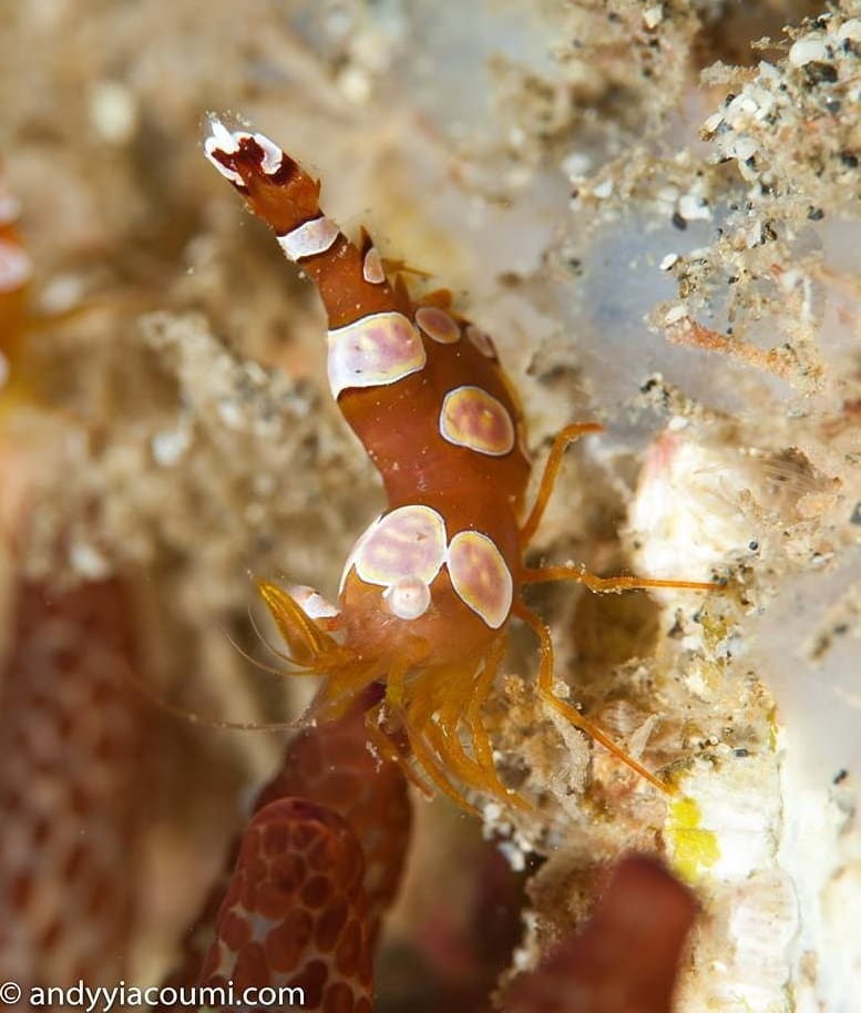 Snoopy Deep Reef photo 5