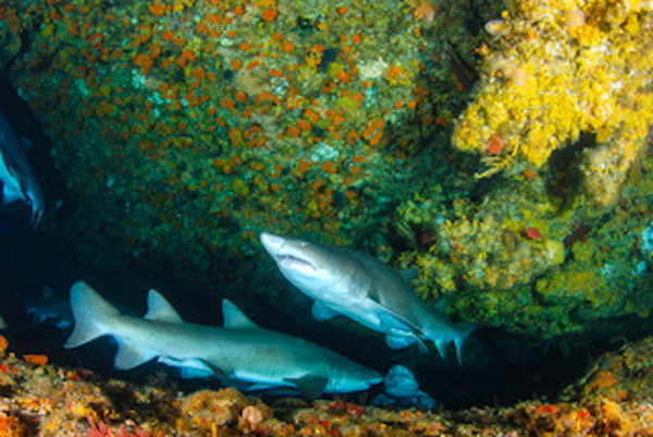 Protea Banks Northern Shark Caves photo 6