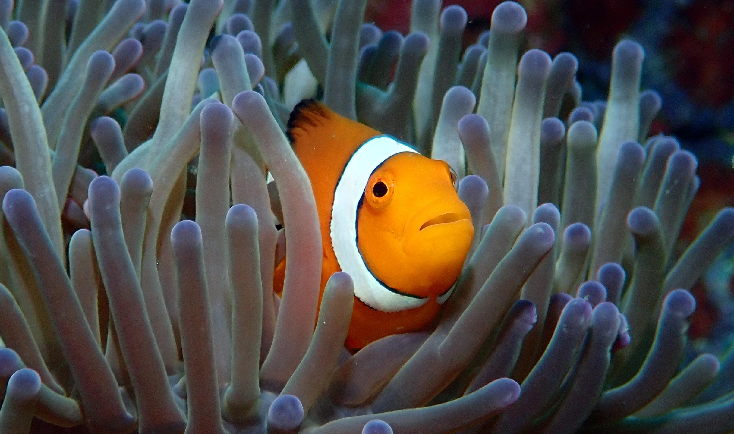Sea Explorers Siquijor House Reef photo 8