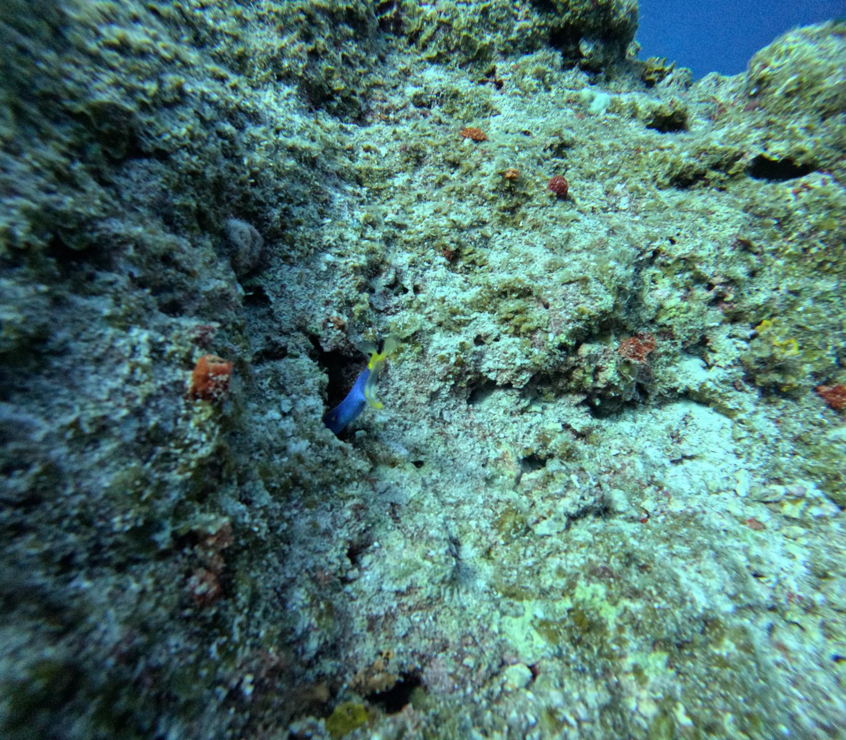 Wil's Wall photo 2