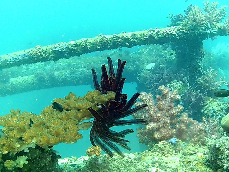 Oil Rig Reef photo 3