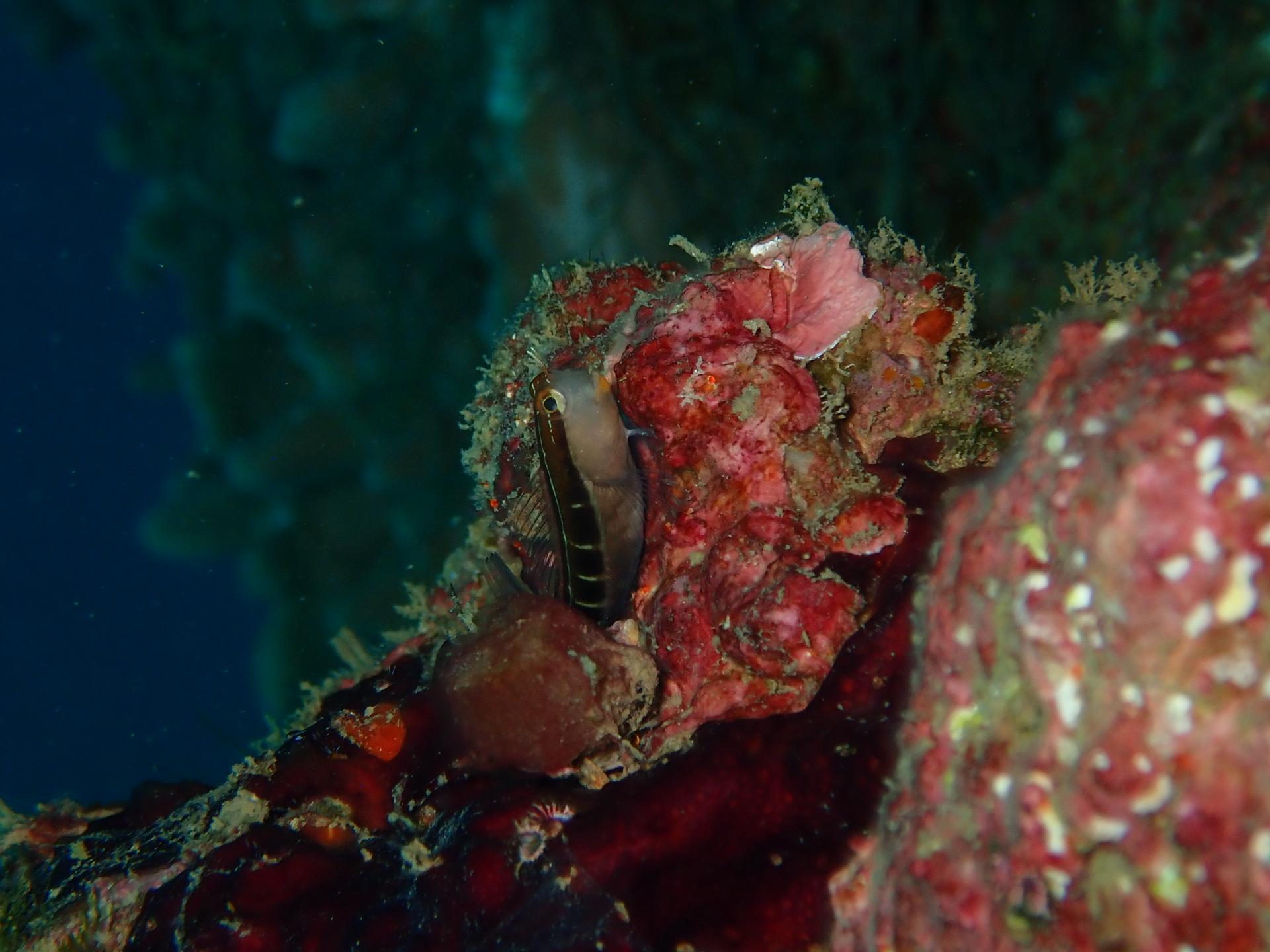 Middle Reef photo 7