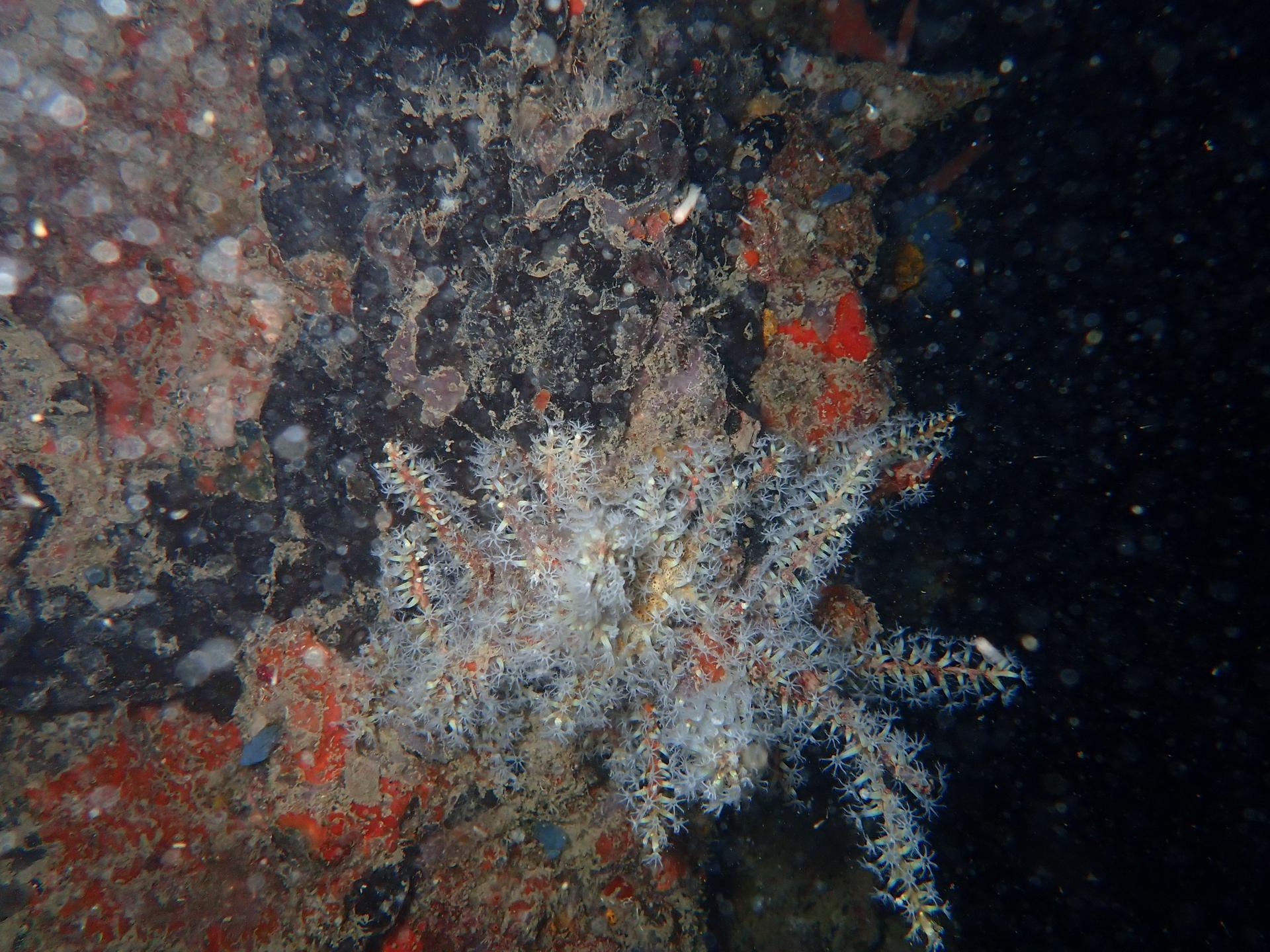 Con Dao Pier photo 6