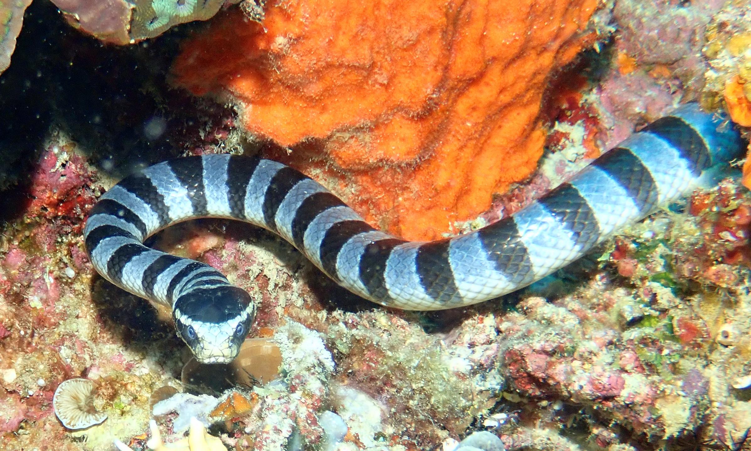 Sea Explorers Siquijor House Reef photo 10