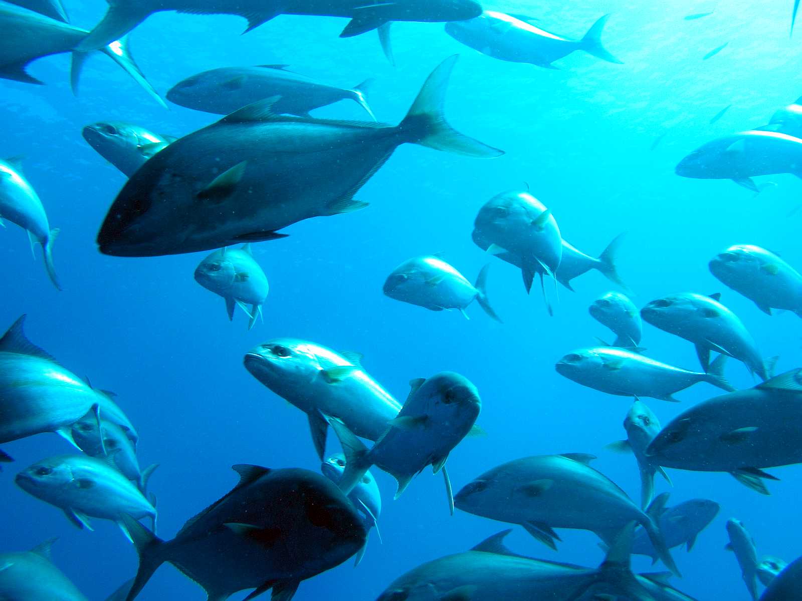 Mountain of Fishes