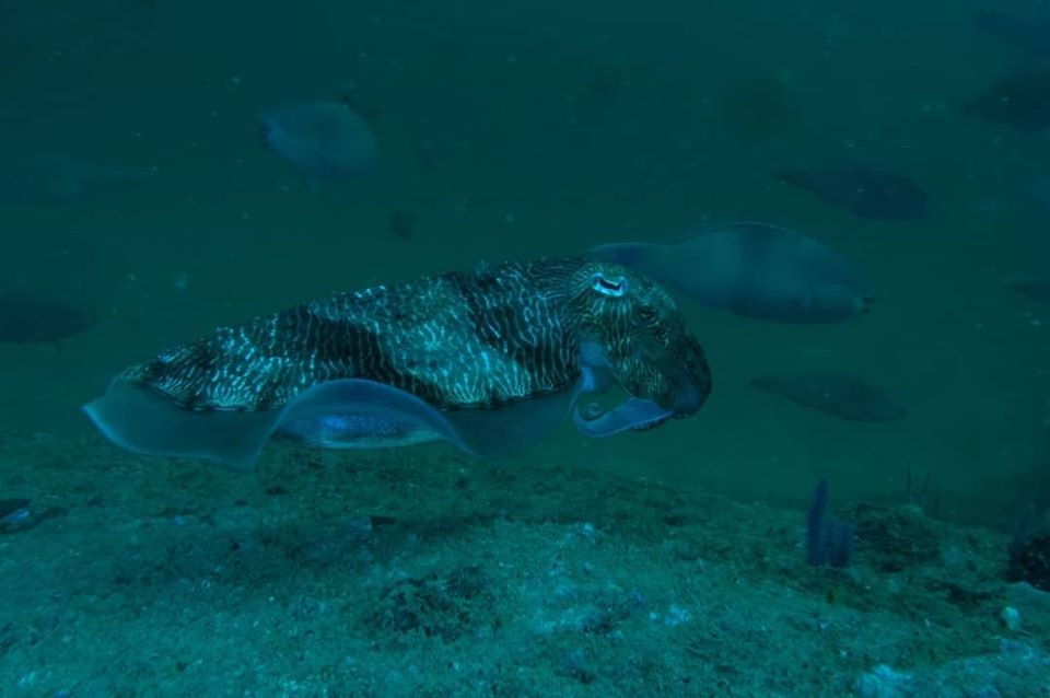 Snoopy Deep Reef photo 3
