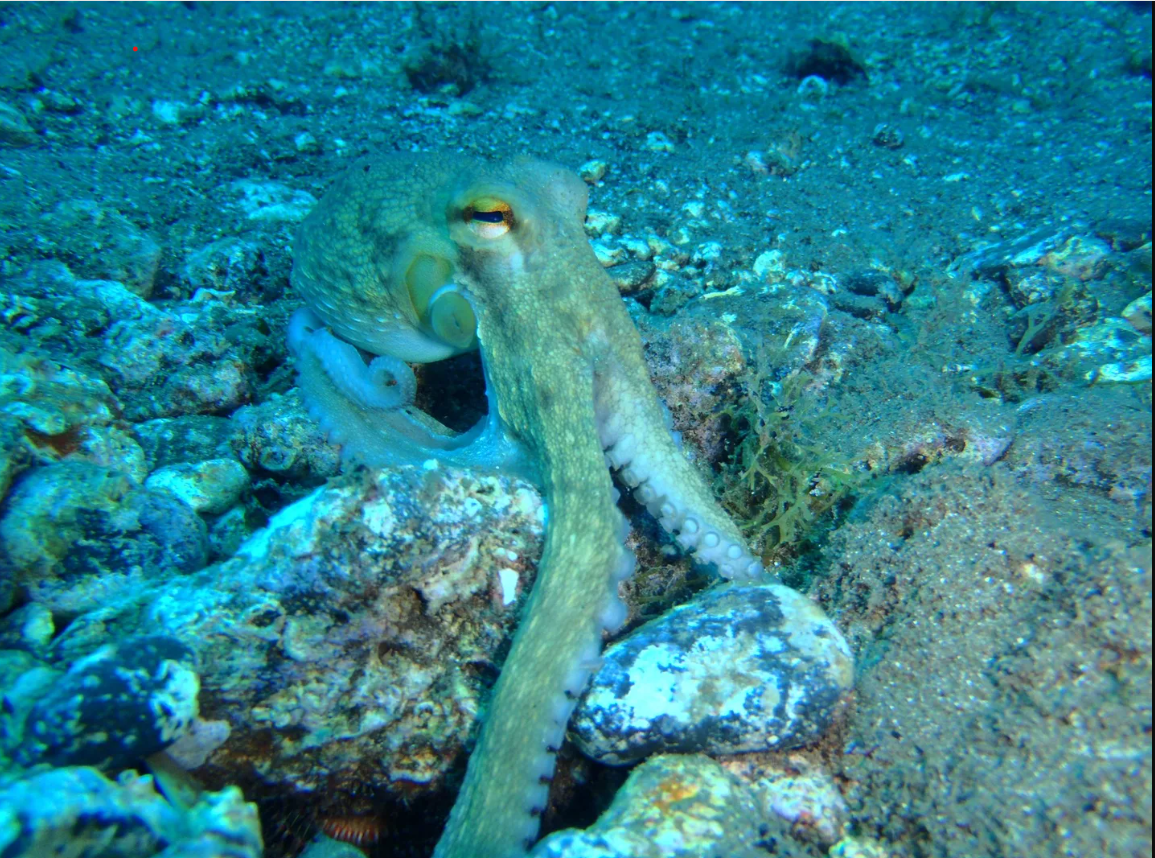 Radazul