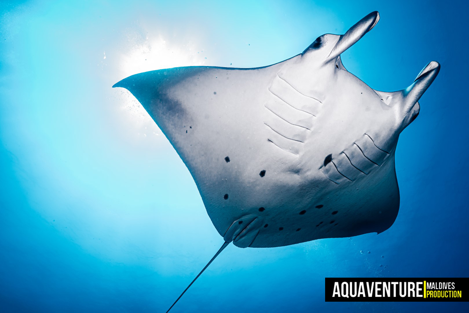 Addu Manta Point
