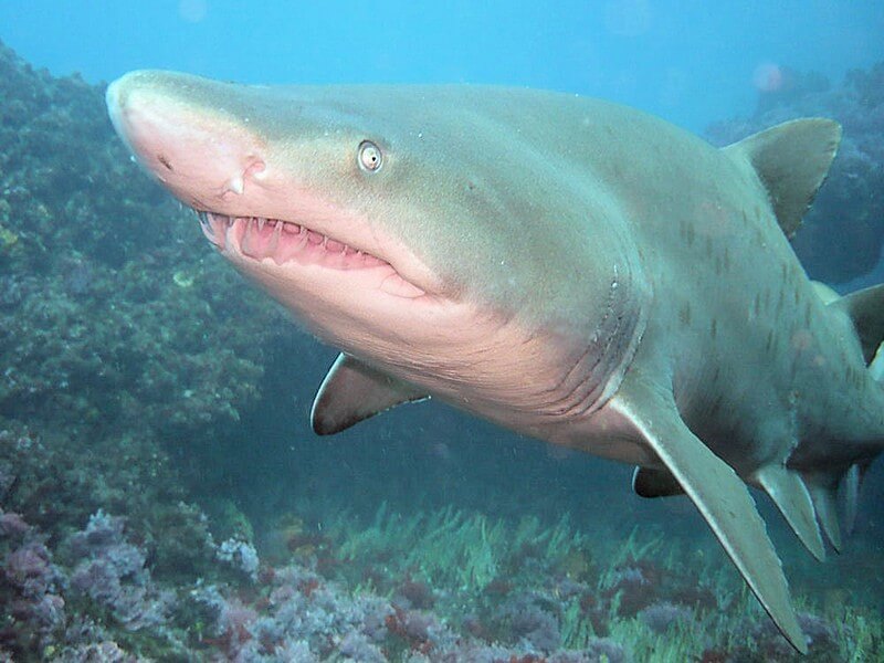 ¼ Mile Reef