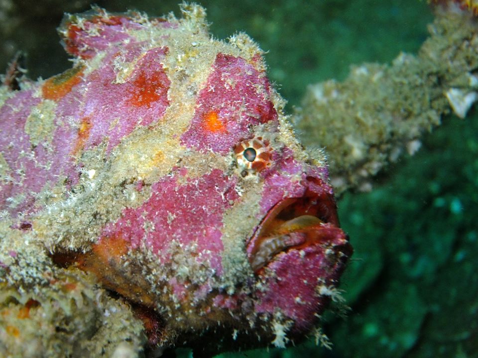 Anenome Gardens photo 3