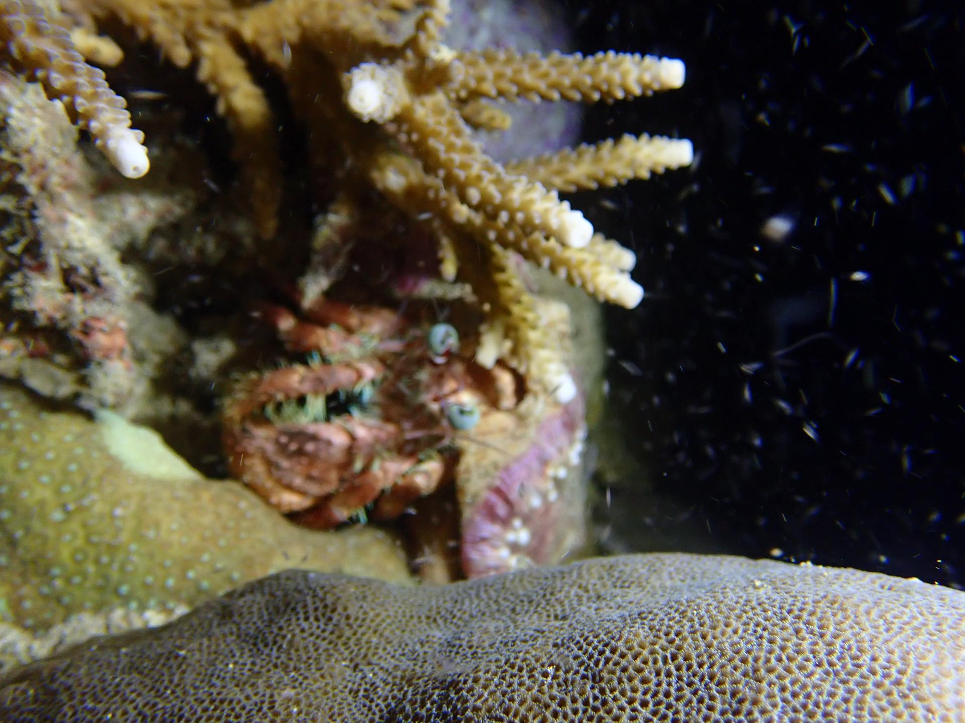 Life saving point reef photo 5